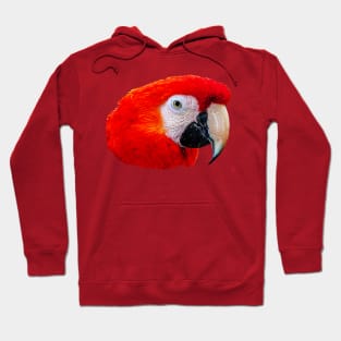 Scarlet Macaw Hoodie